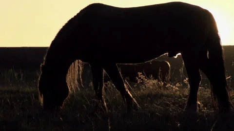 Horses in the Sunlight HD Vidéo 23200667