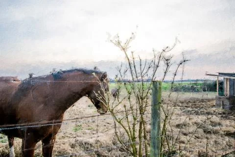 Horses at sunset dusk Stock Illustration
