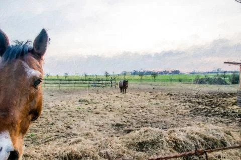 Horses at sunset dusk Stock Illustration