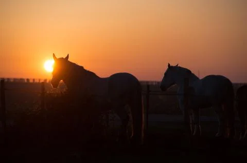 Horses at sunset in the field 스톡 사진