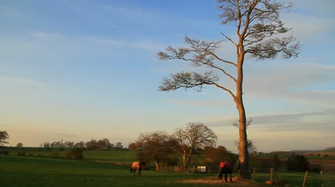 Horses in sunset Stock-Footage 38599887