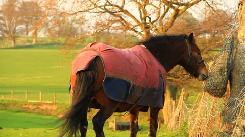 Horses in sunset Stock-Footage 38600212