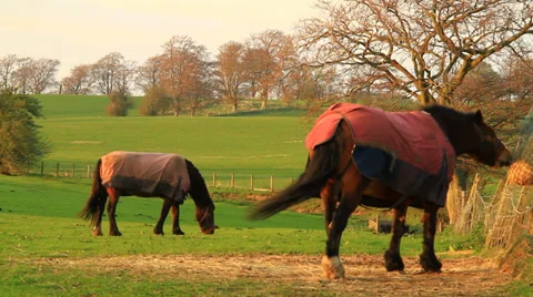 Horses in sunset Video stock 38600365