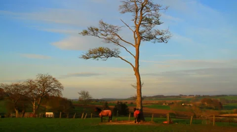 Horses in sunset 스톡 동영상 38600367