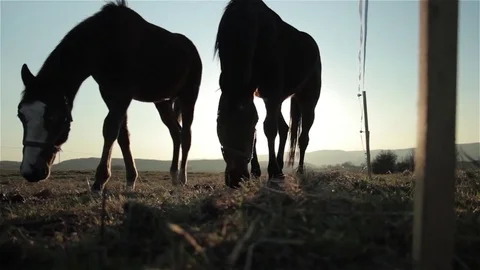Horses at sunset Stock Footage 85383396