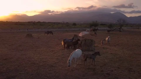 Horses sunset Stock Footage 126595004