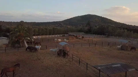Horses sunset hill Stock Footage 126594848