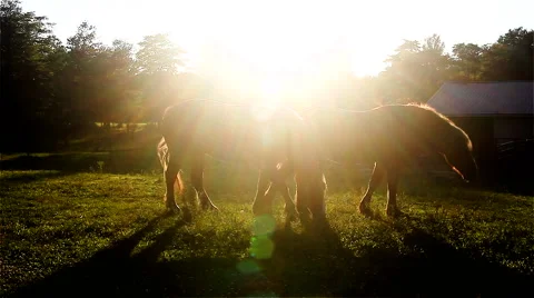 Horses at sunset No.1 Video stock 51737402