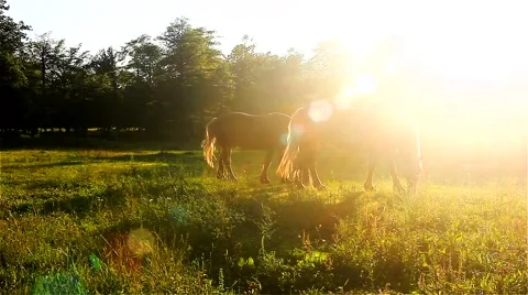 Horses at sunset No.2 Vidéo 51737103