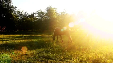 Horses at sunset No.3 Stock Footage 51737083