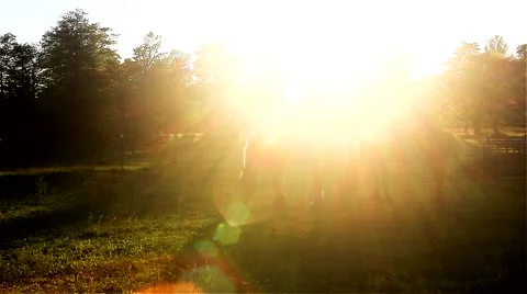 Horses at sunset No.5 Video stock 51737088