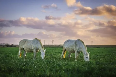 Horses at sunset Foto stock