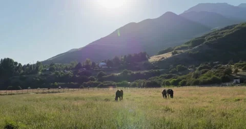 Horses at sunset wide Video stock 53647779
