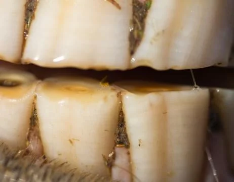 Horse's teeth as a background. macro Stock Photos