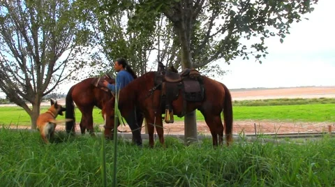 Horses tethered under the trees 4-editor Stock Footage 47232445
