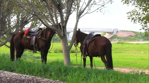 Horses tethered under the trees Stock Footage 47232641