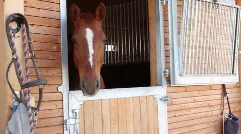 Horses at their stable Vídeos de archivo 56705247