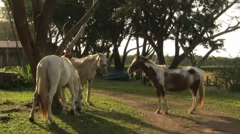 Horses tied to a tree Stock Footage