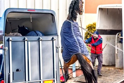 Horses in the trailer Stock Photos
