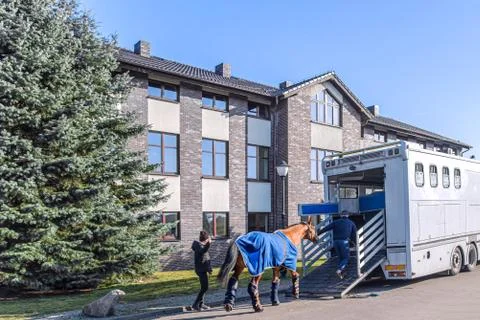 Horses in the trailer Stock Photos