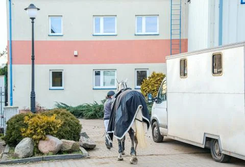 Horses in the trailer Stock Photos