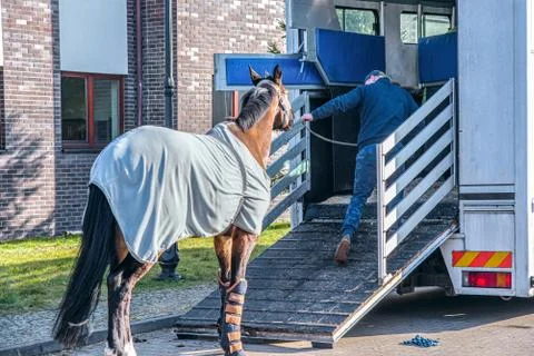 Horses in the trailer Stock Photos