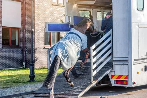 Horses in the trailer Stock Photos