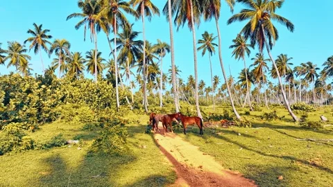 Horses in tropical palm forest. Panoramic natural landscape. Travel in America.  Stock Footage 283530053