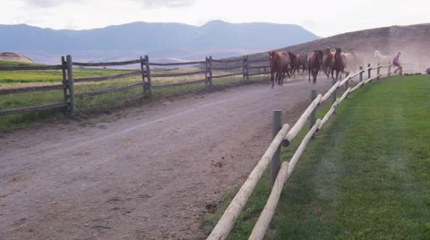 Horses Trotting 01 動画素材 47463588