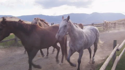 Horses Trotting 07 Video stock 47465824