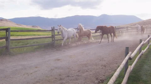 Horses Trotting 08 Stock Footage 47466087