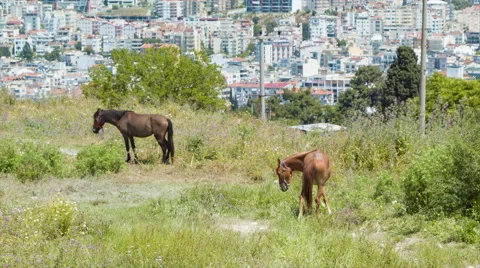 Horses on Turkish Hillside Stock Footage 67596622