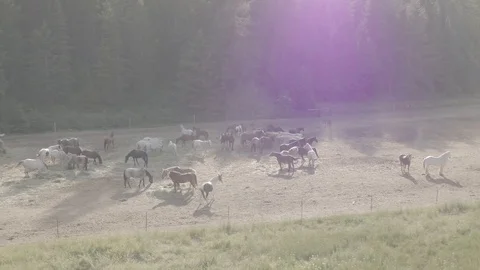 Horses In Turnout Stock Footage 121990257