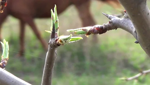 Horses, twigs 스톡 동영상 37655334