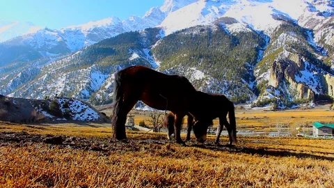 Horses under Annapurna Stock Footage 87470733