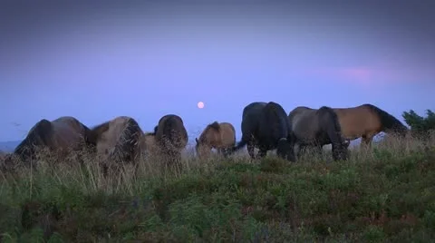 Horses under the moon Stock-Footage 12123483