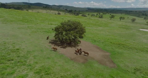 Horses Under Tree Stock Footage 330109881