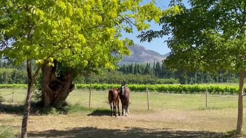 Horses under trees keeping cool sunshine blue sky Stock Footage 250247382