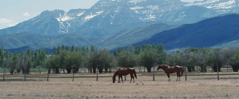 Horses in utah Stock Footage 45909892