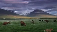 Horses In Valley East Iceland Stock Footage