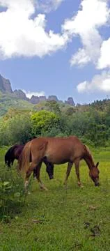 Horses in the valley 스톡 사진