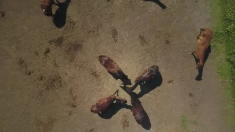 Horses view from air Stock Footage 248633299
