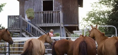 Horses wagging its tail while the farmer gets them a fresh bunch of fodder. 動画素材 76280103