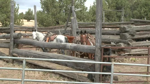 Horses Waiting in corral Stock Footage 804055