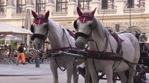 Horses waiting Stock Footage 83122792