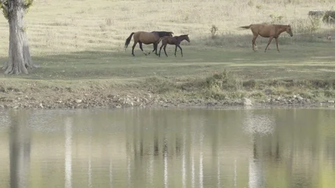 Horses walk along the lake Stock Footage