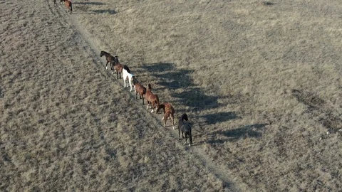 Horses walk along the path one by one Stock Footage 121289669