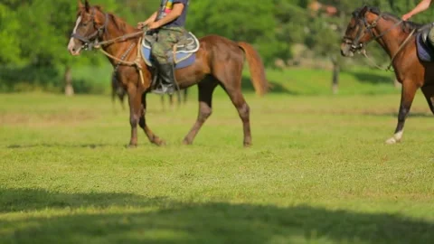 Horses walk in a circle Stock-Footage 131402222
