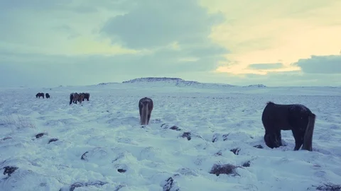 Horses Walk In Deep Snow Stock Footage 85539660