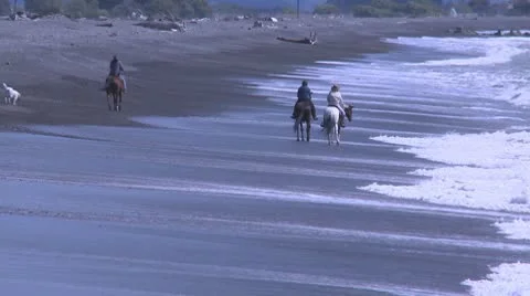 Horses walk down a long  beach in the surf Stock Footage 8954427